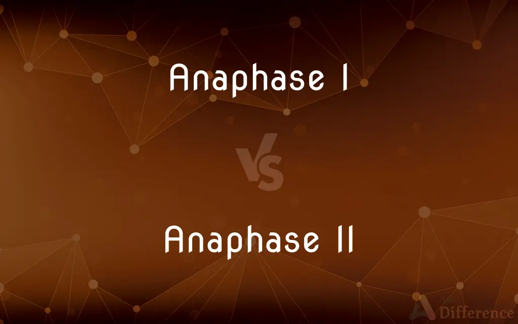 Anaphase I vs. Anaphase II — What's the Difference?