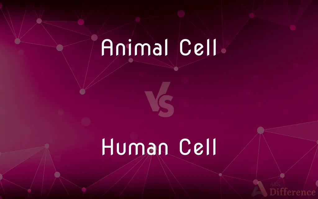 Animal Cell vs. Human Cell — What's the Difference?