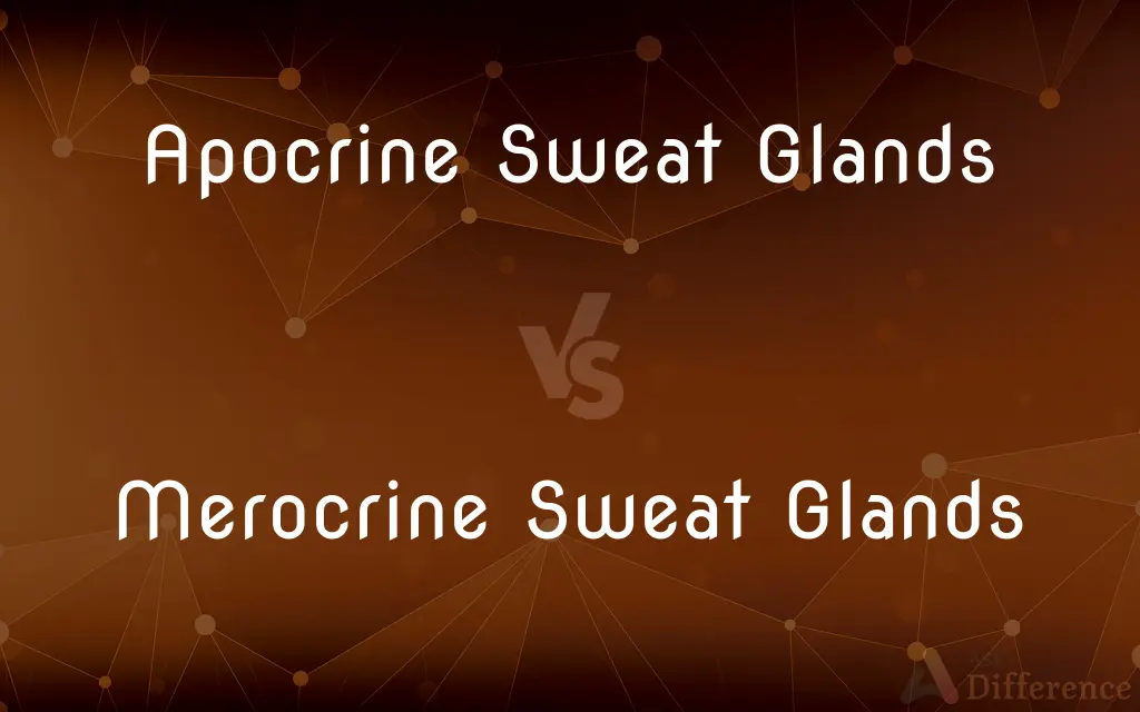 Apocrine Sweat Glands vs. Merocrine Sweat Glands — What's the Difference?