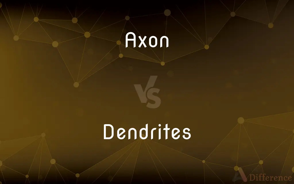 Axon vs. Dendrites — What's the Difference?