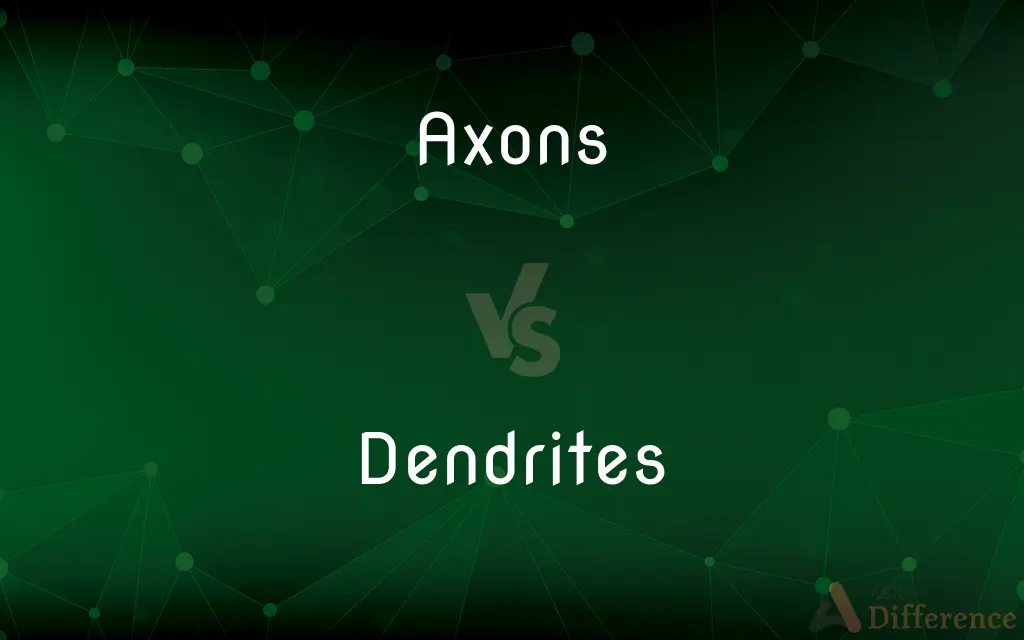 Axons vs. Dendrites — What's the Difference?