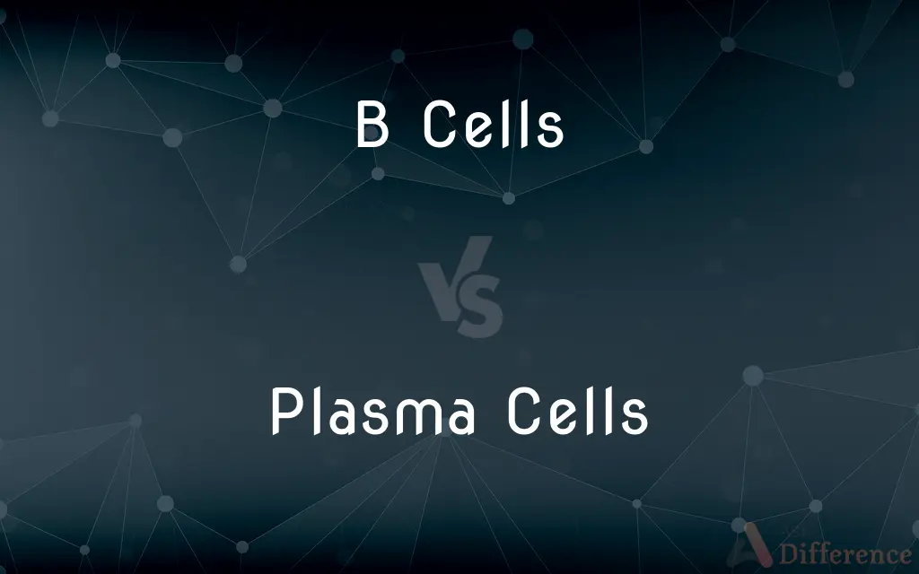 B Cells vs. Plasma Cells — What's the Difference?