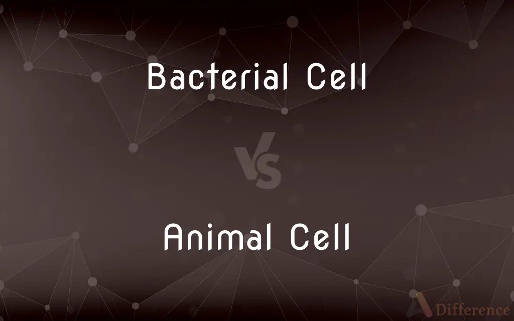 Bacterial Cell vs. Animal Cell — What's the Difference?