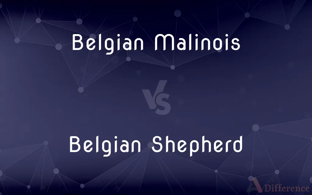 Belgian Malinois vs. Belgian Shepherd — What's the Difference?