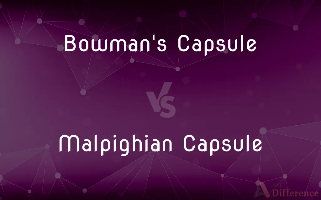 Bowman's Capsule vs. Malpighian Capsule — What's the Difference?