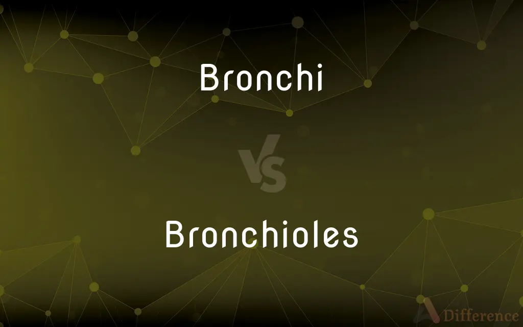 Bronchi vs. Bronchioles — What's the Difference?