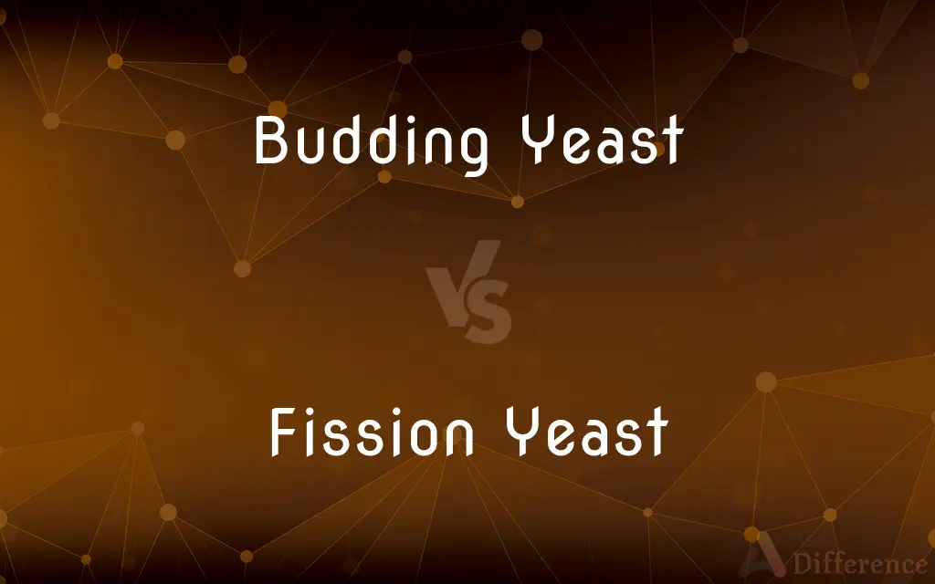 Budding Yeast vs. Fission Yeast — What's the Difference?