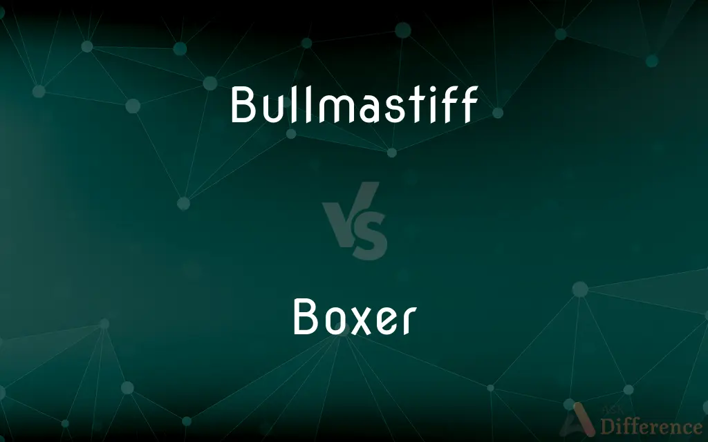 Bullmastiff vs. Boxer — What’s the Difference?