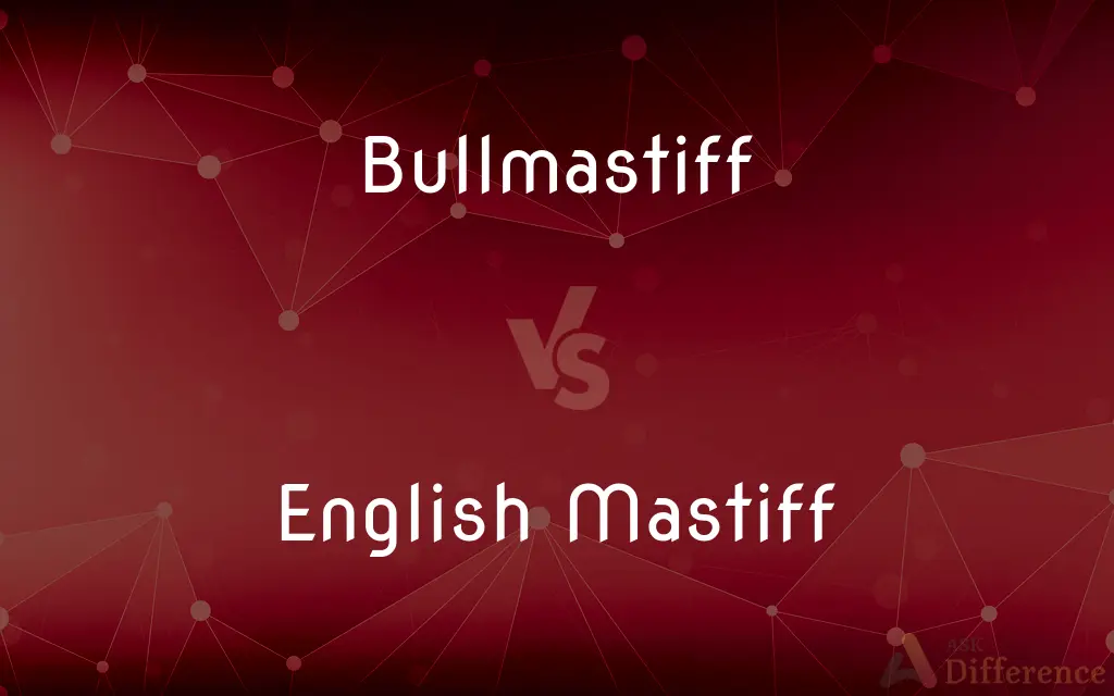 Bullmastiff vs. English Mastiff — What's the Difference?