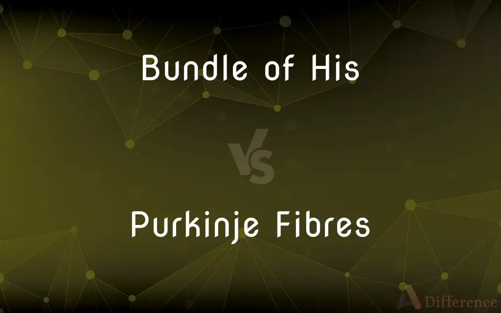 Bundle of His vs. Purkinje Fibres — What's the Difference?