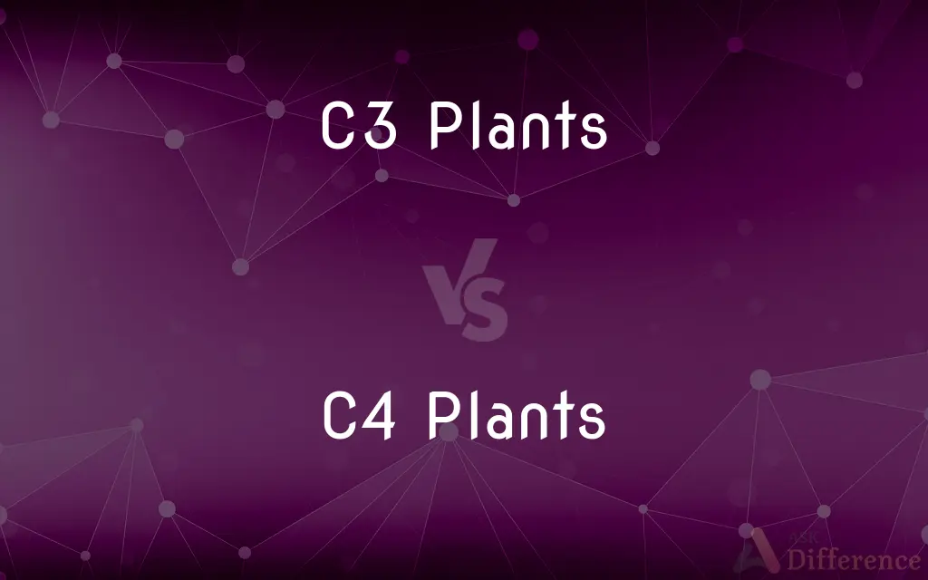 C3 Plants vs. C4 Plants — What's the Difference?