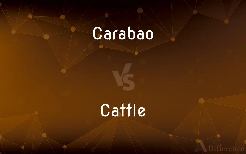 Carabao vs. Cattle — What's the Difference?