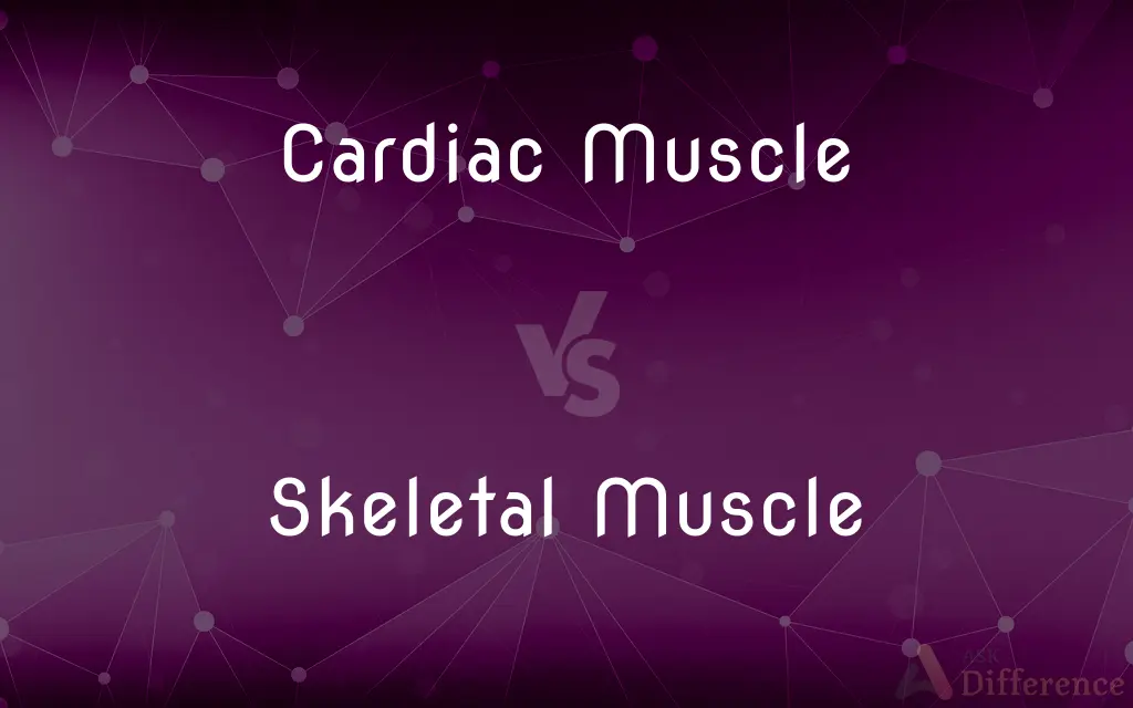 Cardiac Muscle vs. Skeletal Muscle — What's the Difference?