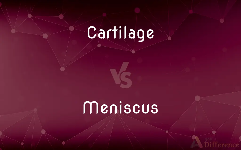 Cartilage vs. Meniscus — What's the Difference?