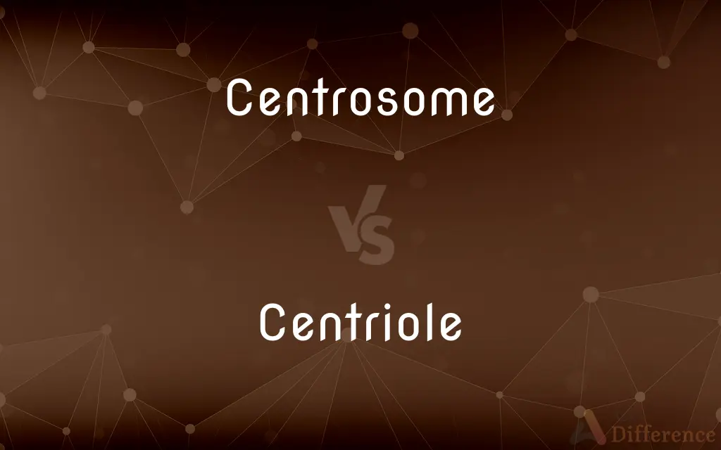 Centrosome vs. Centriole — What's the Difference?