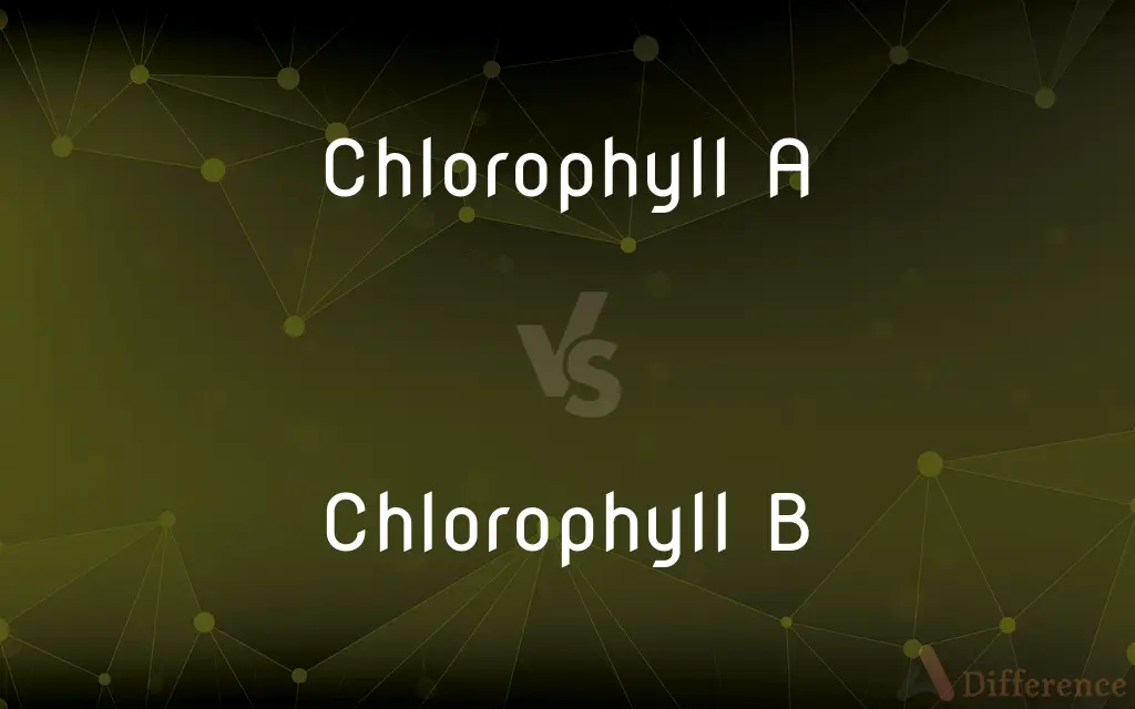 Chlorophyll A Vs Chlorophyll B — Whats The Difference 