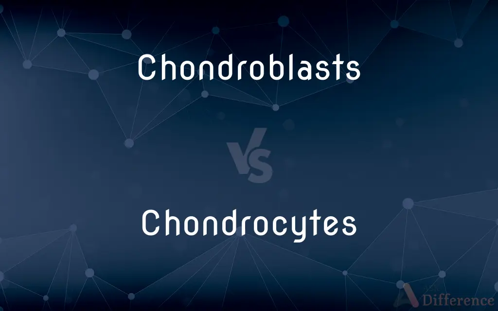 Chondroblasts vs. Chondrocytes — What's the Difference?