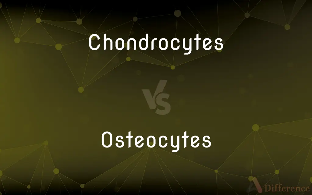 Chondrocytes vs. Osteocytes — What's the Difference?