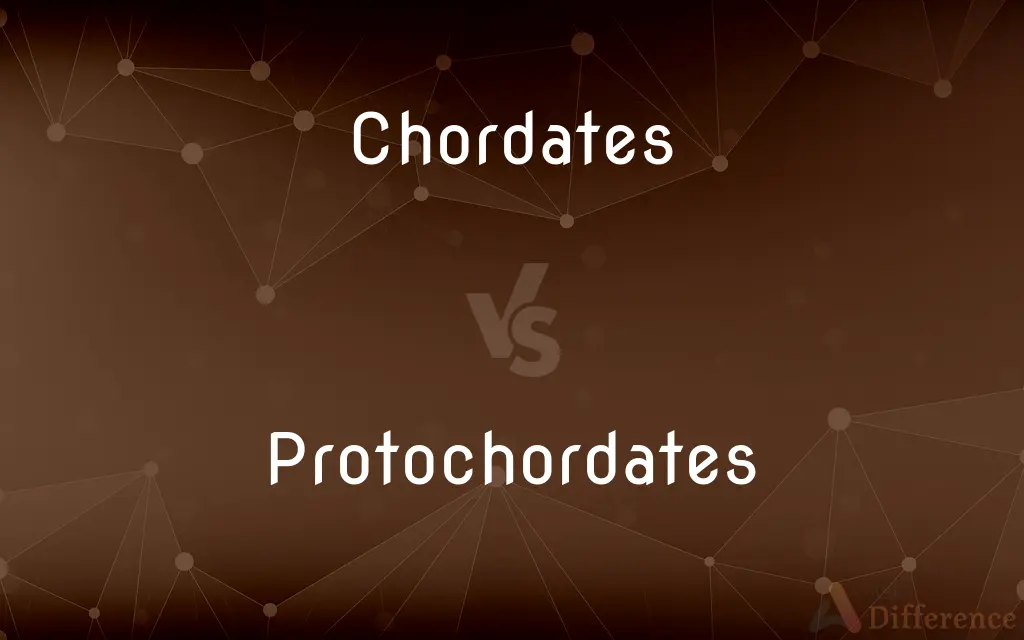 Chordates vs. Protochordates — What's the Difference?