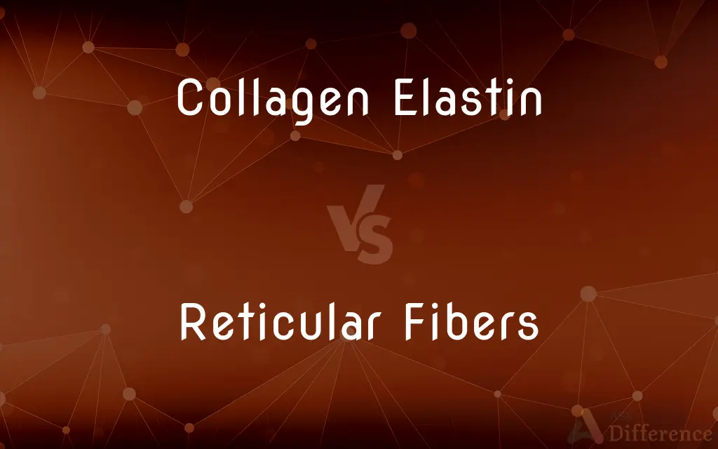 Collagen Elastin vs. Reticular Fibers — What's the Difference?