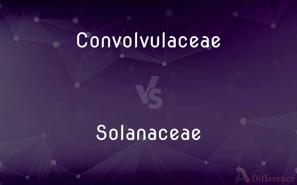 Convolvulaceae vs. Solanaceae — What's the Difference?