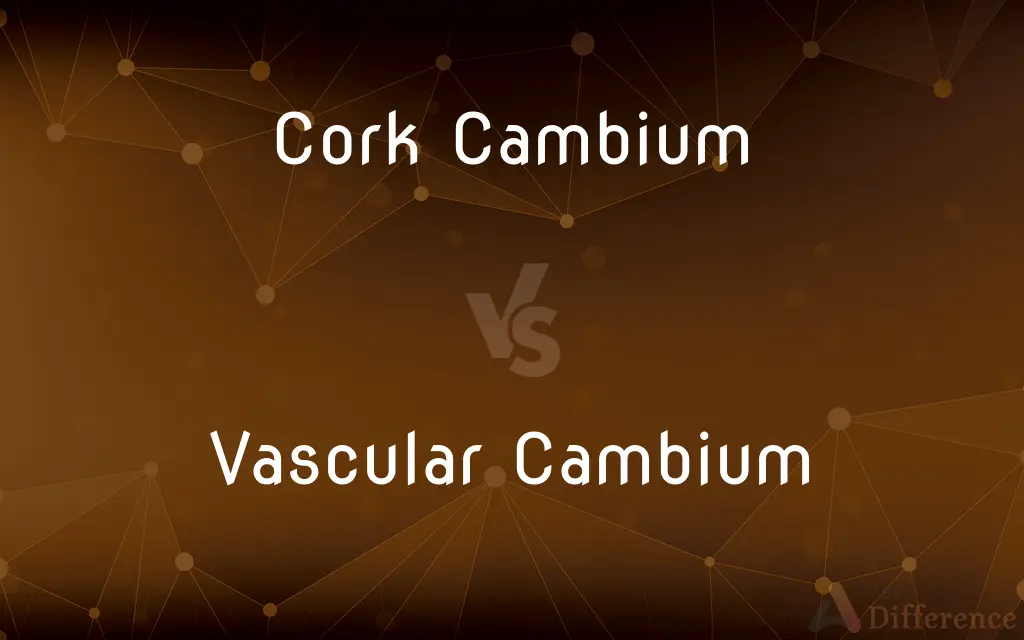 Cork Cambium vs. Vascular Cambium — What's the Difference?