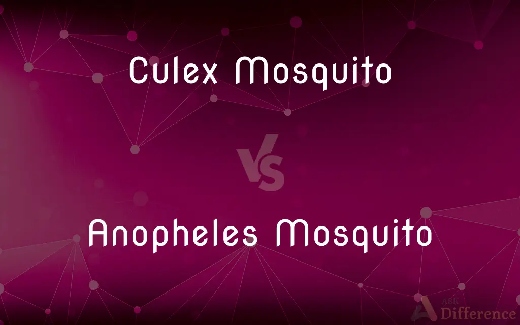 Culex Mosquito vs. Anopheles Mosquito — What's the Difference?