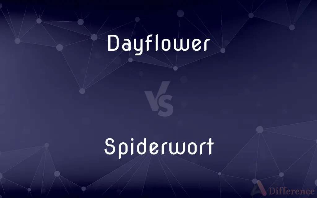 Dayflower vs. Spiderwort — What's the Difference?