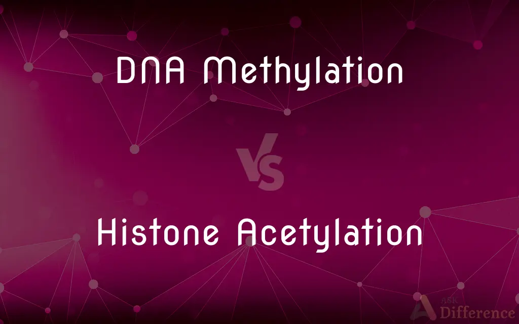 https://www.askdifference.com/images/dna-methylation-vs-histone-acetylation-143545.webp