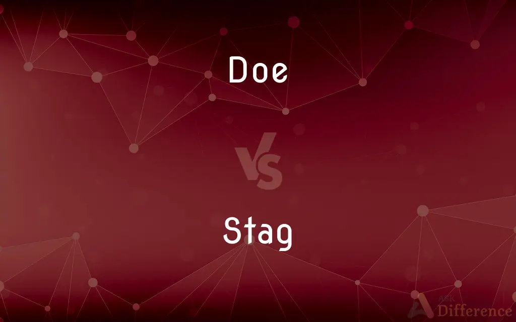 Doe vs. Stag — What's the Difference?