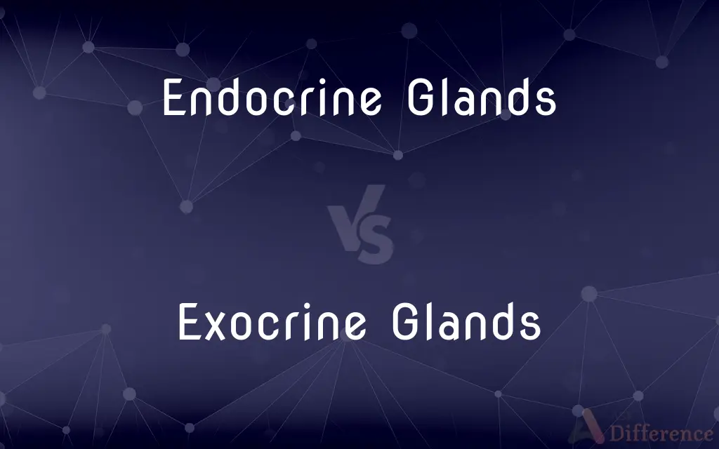 Endocrine Glands vs. Exocrine Glands — What's the Difference?