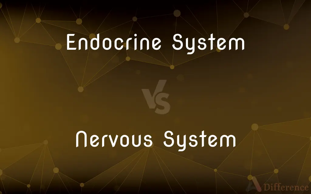 Endocrine System vs. Nervous System — What's the Difference?