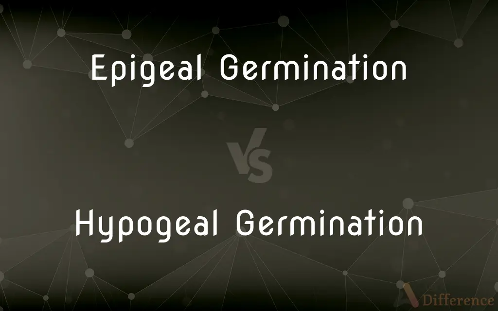 Epigeal Germination vs. Hypogeal Germination — What's the Difference?