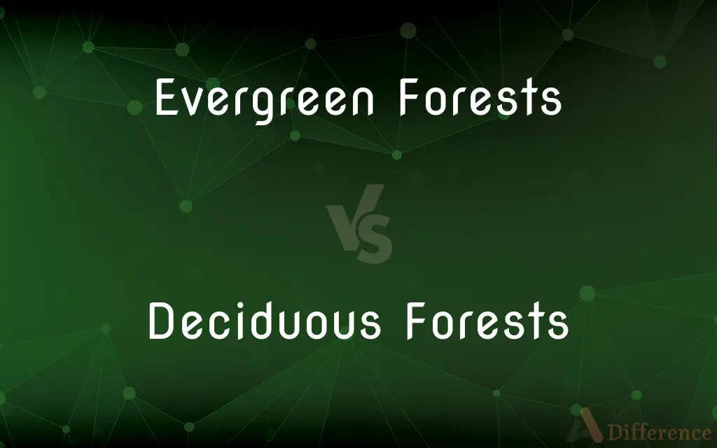 Evergreen Forests vs. Deciduous Forests — What's the Difference?