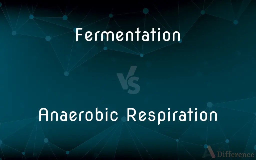 Fermentation vs. Anaerobic Respiration — What's the Difference?