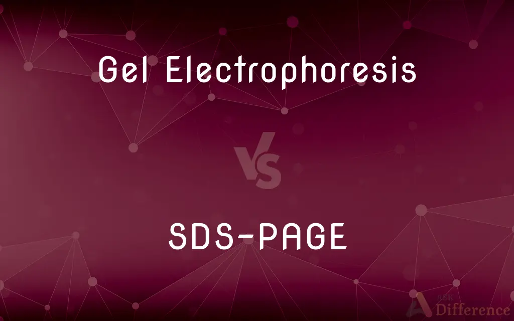 Gel Electrophoresis vs. SDS-PAGE — What's the Difference?