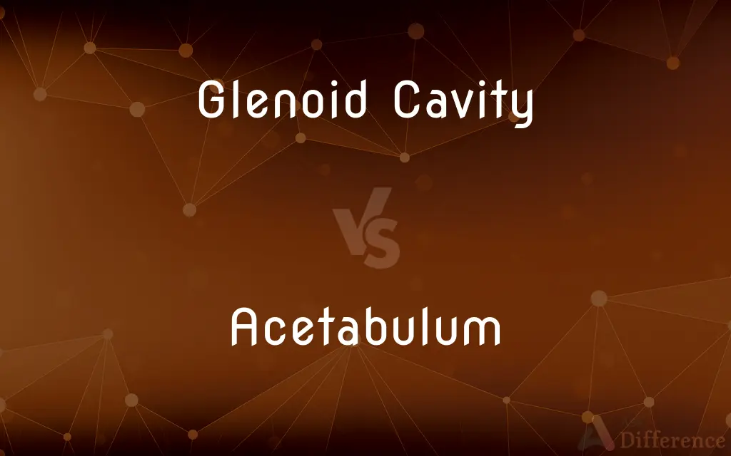 Glenoid Cavity vs. Acetabulum — What's the Difference?