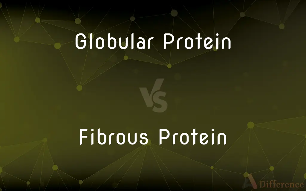 Globular Protein vs. Fibrous Protein — What's the Difference?