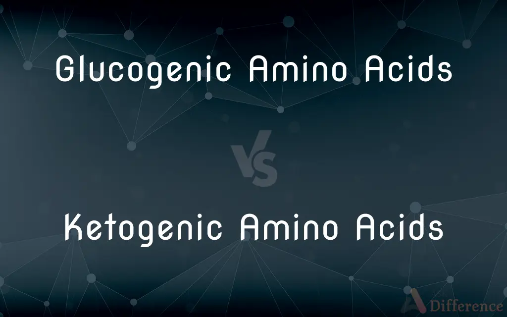 Glucogenic Amino Acids vs. Ketogenic Amino Acids — What's the Difference?