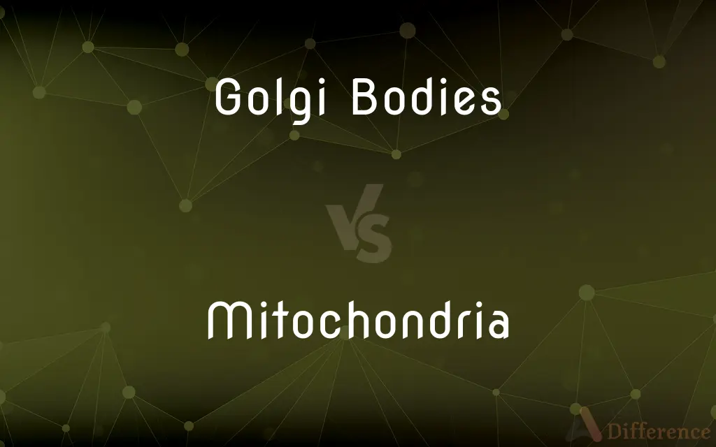 Golgi Bodies vs. Mitochondria — What's the Difference?