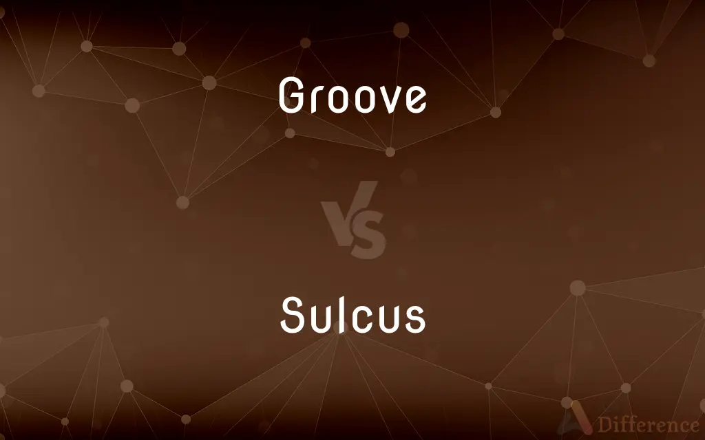 Groove vs. Sulcus — What's the Difference?