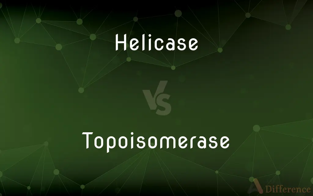 Helicase vs. Topoisomerase — What's the Difference?