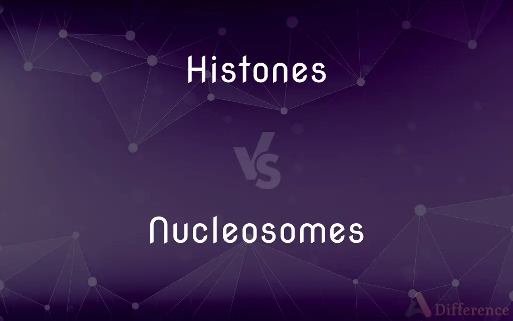 Histones vs. Nucleosomes — What's the Difference?