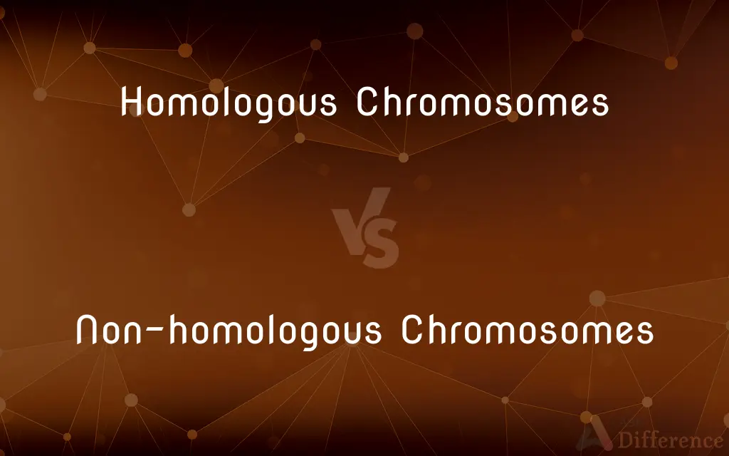 Homologous Chromosomes vs. Non-homologous Chromosomes — What's the Difference?