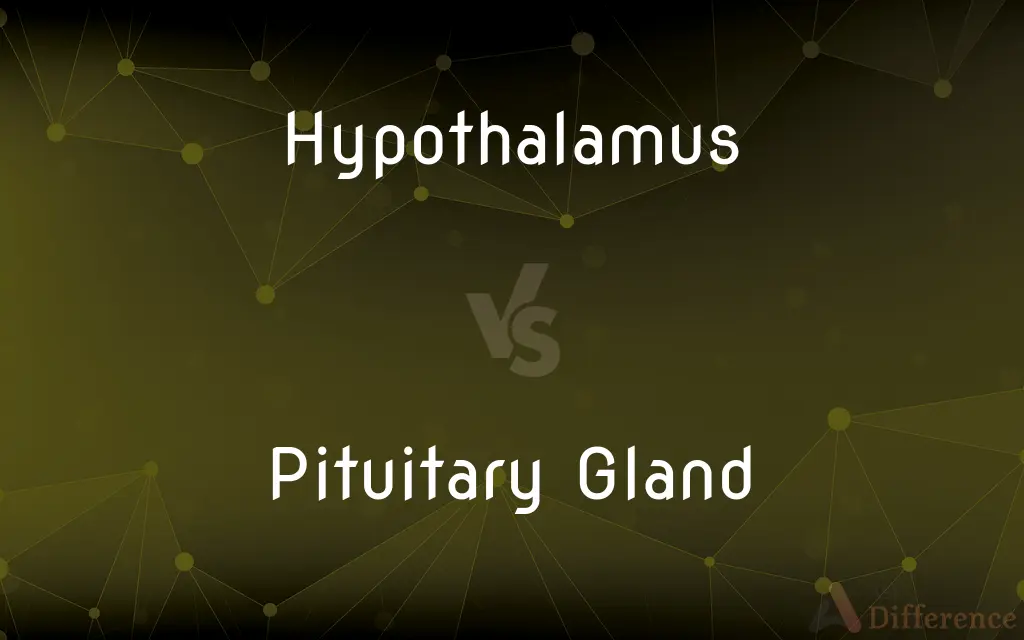 Hypothalamus vs. Pituitary Gland — What's the Difference?