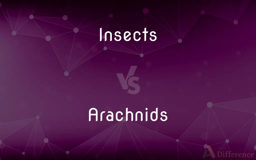 Insects vs. Arachnids — What's the Difference?