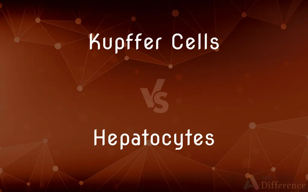 Kupffer Cells vs. Hepatocytes — What's the Difference?