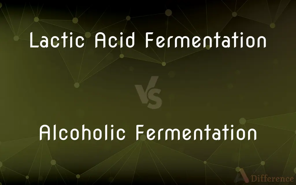 Lactic Acid Fermentation vs. Alcoholic Fermentation — What's the Difference?