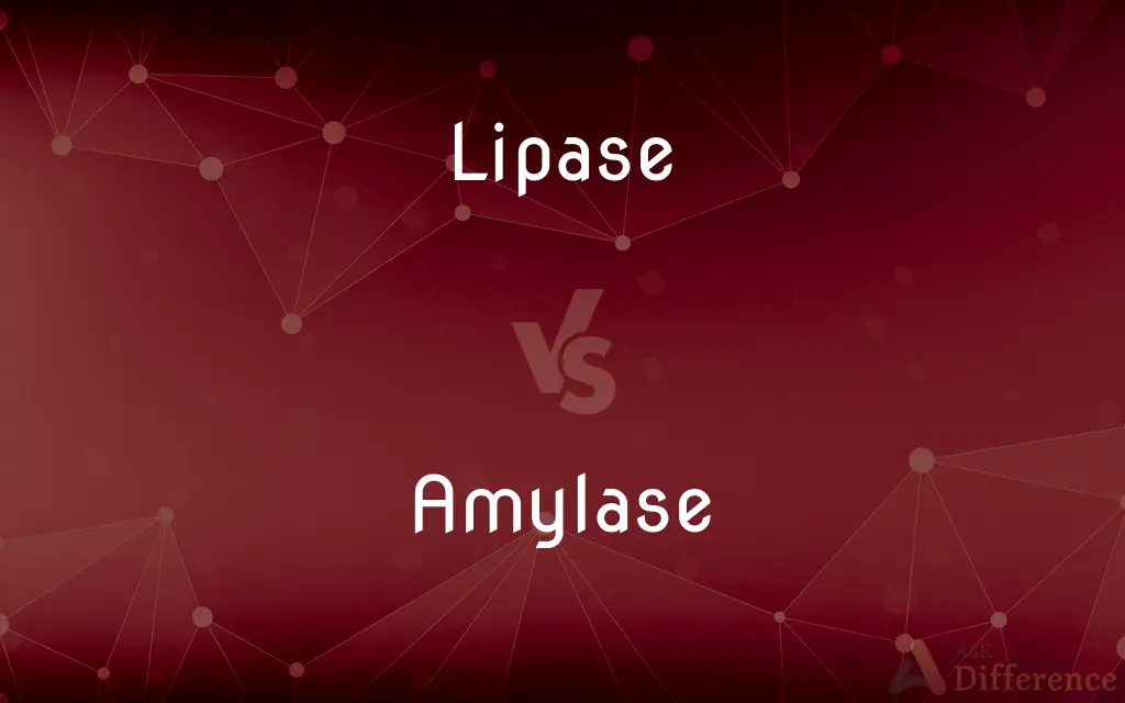 Lipase vs. Amylase — What's the Difference?