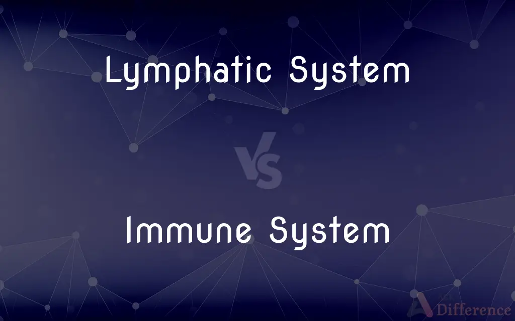 Lymphatic System vs. Immune System — What's the Difference?